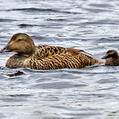Common Eider (Somateria mollissima)