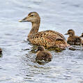 Common Eider (Somateria mollissima)
