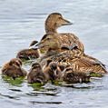 Common Eider (Somateria mollissima)