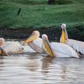 Great White Pelican (Pelecanus onocrotalus)