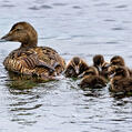 Common Eider (Somateria mollissima)