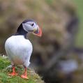 Atlantic Puffin (Fratercula arctica)