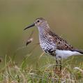 Dunlin (Calidris alpina)