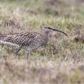 Whimbrel (Numenius phaeopus)