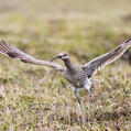 Whimbrel (Numenius phaeopus)