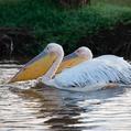 Great White Pelican (Pelecanus onocrotalus)