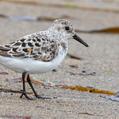 Sanderling (Calidris alba)