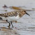 Sanderling (Calidris alba)