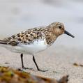 Sanderling (Calidris alba)