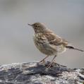 Eurasian Rock Pipit (Anthus petrosus)