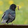 Common Starling (Sturnus vulgaris)