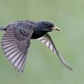 Common Starling (Sturnus vulgaris)