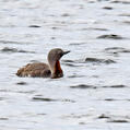 Red-throated Loon (Gavia stellata)