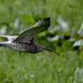 Eurasian Curlew (Numenius arquata)
