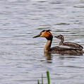 Great Crested Grebe (Podiceps cristatus)