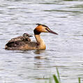 Great Crested Grebe (Podiceps cristatus)