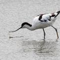 Pied Avocet (Recurvirostra avosetta)