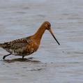 Black-tailed Godwit (Limosa limosa)