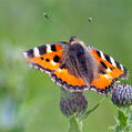 Small Tortoiseshell (Aglais urticae)