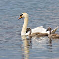 Mute Swan (Cygnus olor)