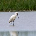 Eurasian Spoonbill (Platalea leucorodia)