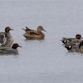Eurasian Teal (Anas crecca)