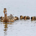 Northern Shoveler (Spatula clypeata)