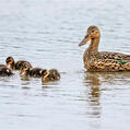 Northern Shoveler (Spatula clypeata)