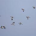Pied Avocet (Recurvirostra avosetta)