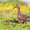 Northern Shoveler (Spatula clypeata)
