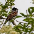 Common Reed Bunting (Emberiza schoeniclus)