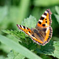 Small Tortoiseshell (Aglais urticae)