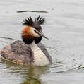 Great Crested Grebe (Podiceps cristatus)