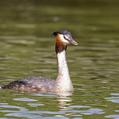 Great Crested Grebe (Podiceps cristatus)