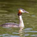 Great Crested Grebe (Podiceps cristatus)
