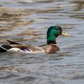 Mallard (Anas platyrhynchos)