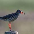 Common Redshank (Tringa totanus)