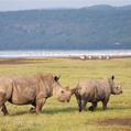 White Rhinoceros (Ceratotherium simum)