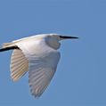 Little Egret (Egretta garzetta)