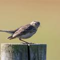 Eurasian Skylark (Alauda arvensis)