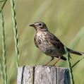 Eurasian Skylark (Alauda arvensis)