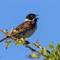 Common Reed Bunting (Emberiza schoeniclus)