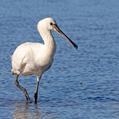 Eurasian Spoonbill (Platalea leucorodia)
