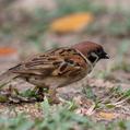 Eurasian Tree Sparrow (Passer montanus)