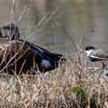 Red-kneed Dotterel (Erythrogonys cinctus)