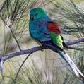 Red-rumped Parrot (Psephotus haematonotus)