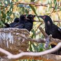 White-winged Chough (Corcorax melanorhamphos)