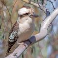 Laughing Kookaburra (Dacelo novaeguineae)