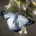 Imperial White (Delias harpalyce)