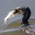 Great Cormorant (Phalacrocorax carbo)